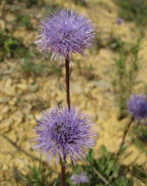 Fotografia 3 da espécie Globularia vulgaris no Jardim Botânico UTAD