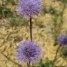 Fotografia 3 da espécie Globularia vulgaris do Jardim Botânico UTAD