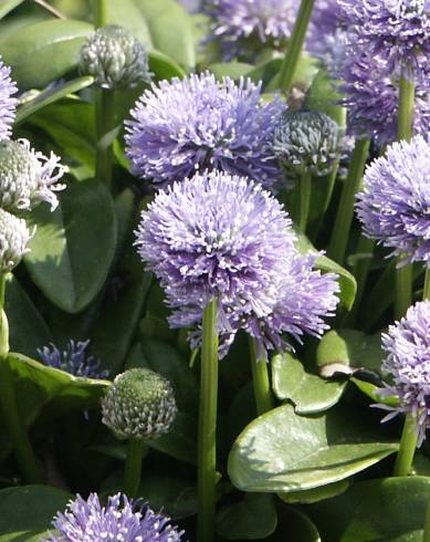 Fotografia de capa Globularia vulgaris - do Jardim Botânico