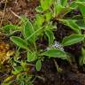 Fotografia 5 da espécie Globularia vulgaris do Jardim Botânico UTAD