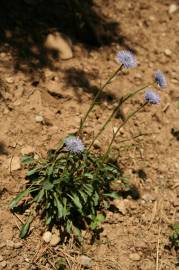 Fotografia da espécie Globularia vulgaris