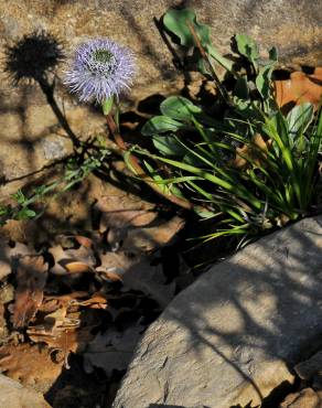 Fotografia 8 da espécie Globularia vulgaris no Jardim Botânico UTAD