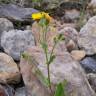 Fotografia 1 da espécie Hieracium amplexicaule do Jardim Botânico UTAD