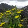 Fotografia 3 da espécie Hieracium amplexicaule do Jardim Botânico UTAD