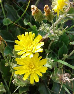 Fotografia 4 da espécie Hieracium amplexicaule no Jardim Botânico UTAD