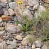 Fotografia 5 da espécie Hieracium amplexicaule do Jardim Botânico UTAD