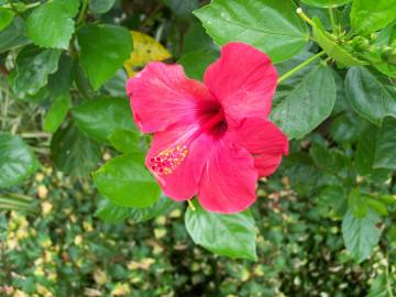 Fotografia da espécie Hibiscus rosa-sinensis