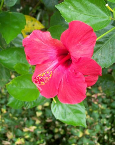 Fotografia de capa Hibiscus rosa-sinensis - do Jardim Botânico
