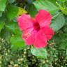 Fotografia 1 da espécie Hibiscus rosa-sinensis do Jardim Botânico UTAD