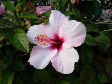 Fotografia da espécie Hibiscus rosa-sinensis