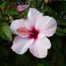 Fotografia 2 da espécie Hibiscus rosa-sinensis do Jardim Botânico UTAD