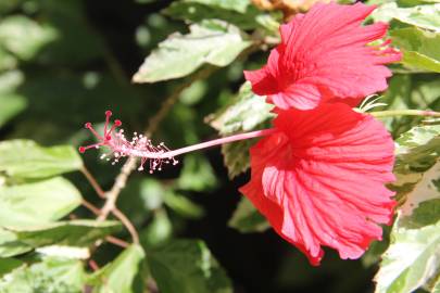 Fotografia da espécie Hibiscus rosa-sinensis