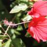 Fotografia 3 da espécie Hibiscus rosa-sinensis do Jardim Botânico UTAD