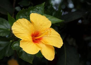 Fotografia da espécie Hibiscus rosa-sinensis