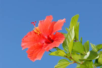 Fotografia da espécie Hibiscus rosa-sinensis