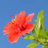 Fotografia 6 da espécie Hibiscus rosa-sinensis do Jardim Botânico UTAD