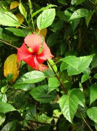 Fotografia da espécie Hibiscus rosa-sinensis