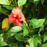 Fotografia 7 da espécie Hibiscus rosa-sinensis do Jardim Botânico UTAD