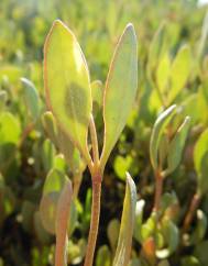 Atriplex portulacoides