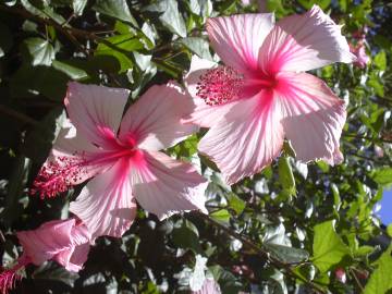 Fotografia da espécie Hibiscus rosa-sinensis