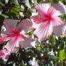 Fotografia 8 da espécie Hibiscus rosa-sinensis do Jardim Botânico UTAD