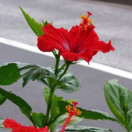 Fotografia da espécie Hibiscus rosa-sinensis