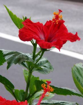 Fotografia 9 da espécie Hibiscus rosa-sinensis no Jardim Botânico UTAD