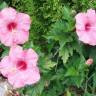 Fotografia 10 da espécie Hibiscus rosa-sinensis do Jardim Botânico UTAD