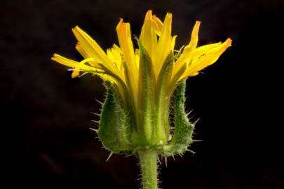 Fotografia da espécie Helminthotheca echioides