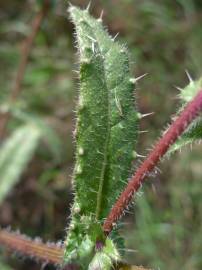 Fotografia da espécie Helminthotheca echioides