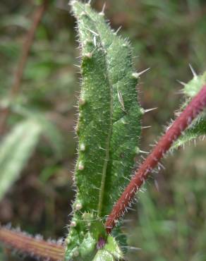 Fotografia 8 da espécie Helminthotheca echioides no Jardim Botânico UTAD