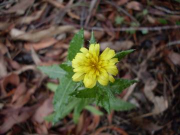 Fotografia da espécie Helminthotheca echioides