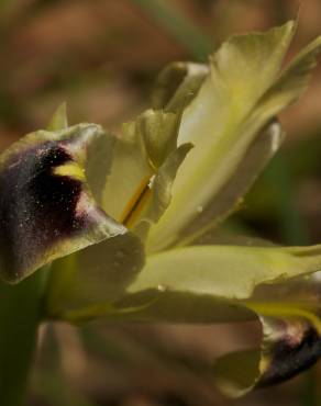 Fotografia 3 da espécie Iris tuberosa no Jardim Botânico UTAD