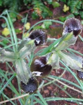 Fotografia 4 da espécie Iris tuberosa no Jardim Botânico UTAD