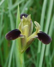 Fotografia da espécie Iris tuberosa