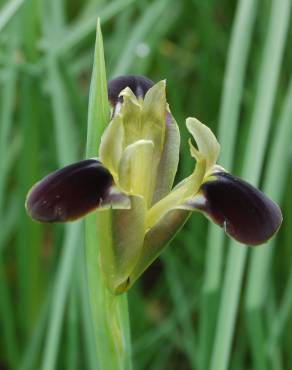 Fotografia 1 da espécie Iris tuberosa no Jardim Botânico UTAD