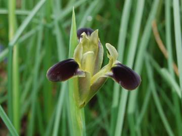 Fotografia da espécie Iris tuberosa