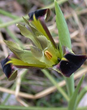 Fotografia 5 da espécie Iris tuberosa no Jardim Botânico UTAD