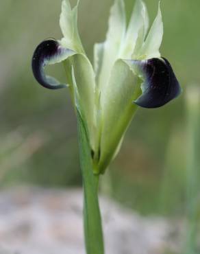 Fotografia 6 da espécie Iris tuberosa no Jardim Botânico UTAD