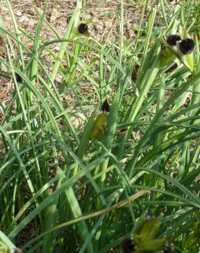 Fotografia 7 da espécie Iris tuberosa no Jardim Botânico UTAD