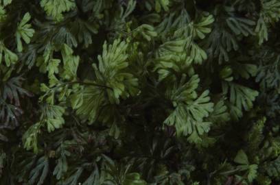 Fotografia da espécie Hymenophyllum tunbrigense