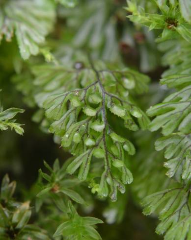 Fotografia de capa Hymenophyllum tunbrigense - do Jardim Botânico