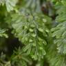 Fotografia 1 da espécie Hymenophyllum tunbrigense do Jardim Botânico UTAD