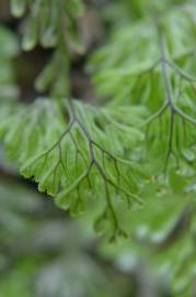 Fotografia da espécie Hymenophyllum tunbrigense