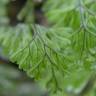 Fotografia 4 da espécie Hymenophyllum tunbrigense do Jardim Botânico UTAD