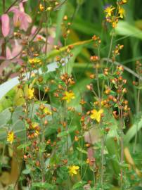 Fotografia da espécie Hypericum pulchrum