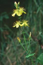 Fotografia da espécie Hypericum pulchrum