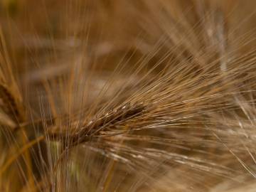 Fotografia da espécie Hordeum vulgare