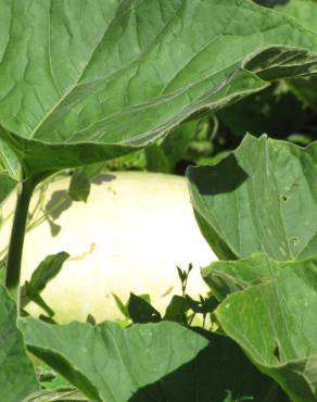 Fotografia 9 da espécie Lagenaria siceraria no Jardim Botânico UTAD