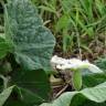 Fotografia 10 da espécie Lagenaria siceraria do Jardim Botânico UTAD